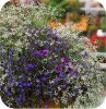 Euphorbia biała 6 sztuk